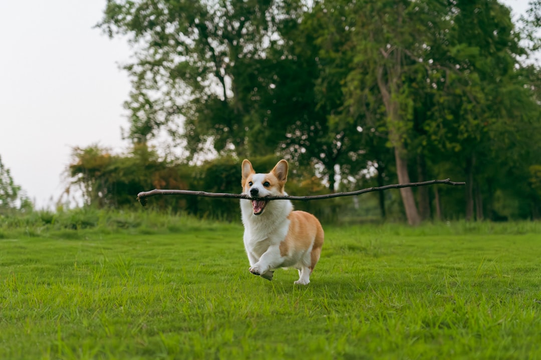 A corgi dog runs on a green grass lawn outdoors in a park, carrying a stick in its mouth, looking happy and playful in nature.