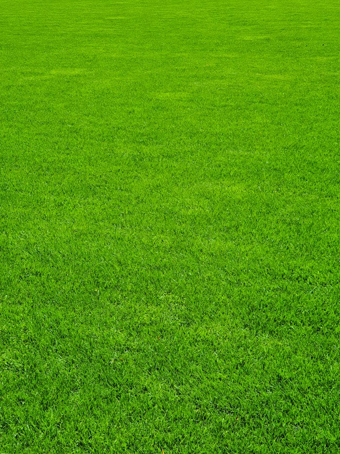 Lush green grass fills the frame, showcasing natural beauty and tranquility.