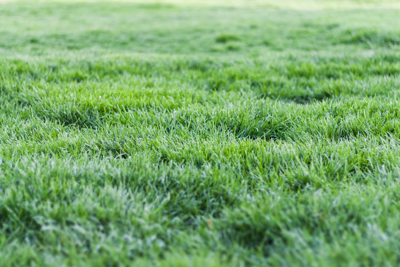 Mastering the First Impression: Your intriguing post title goes here Close-up view of a lush green grass lawn, perfect for nature backgrounds.