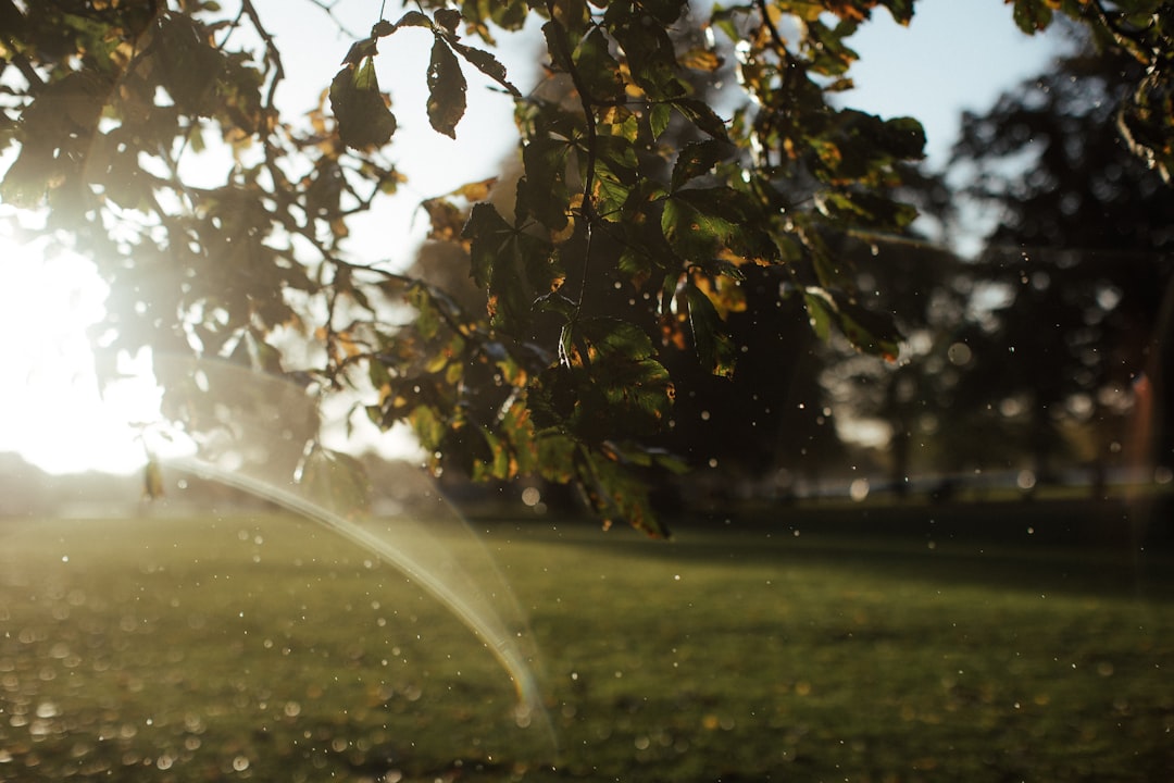 Crafting Captivating Headlines: Your awesome post title goes here the-sun-shines-through-the-leaves-of-a-tree-svcf2zvv2rk